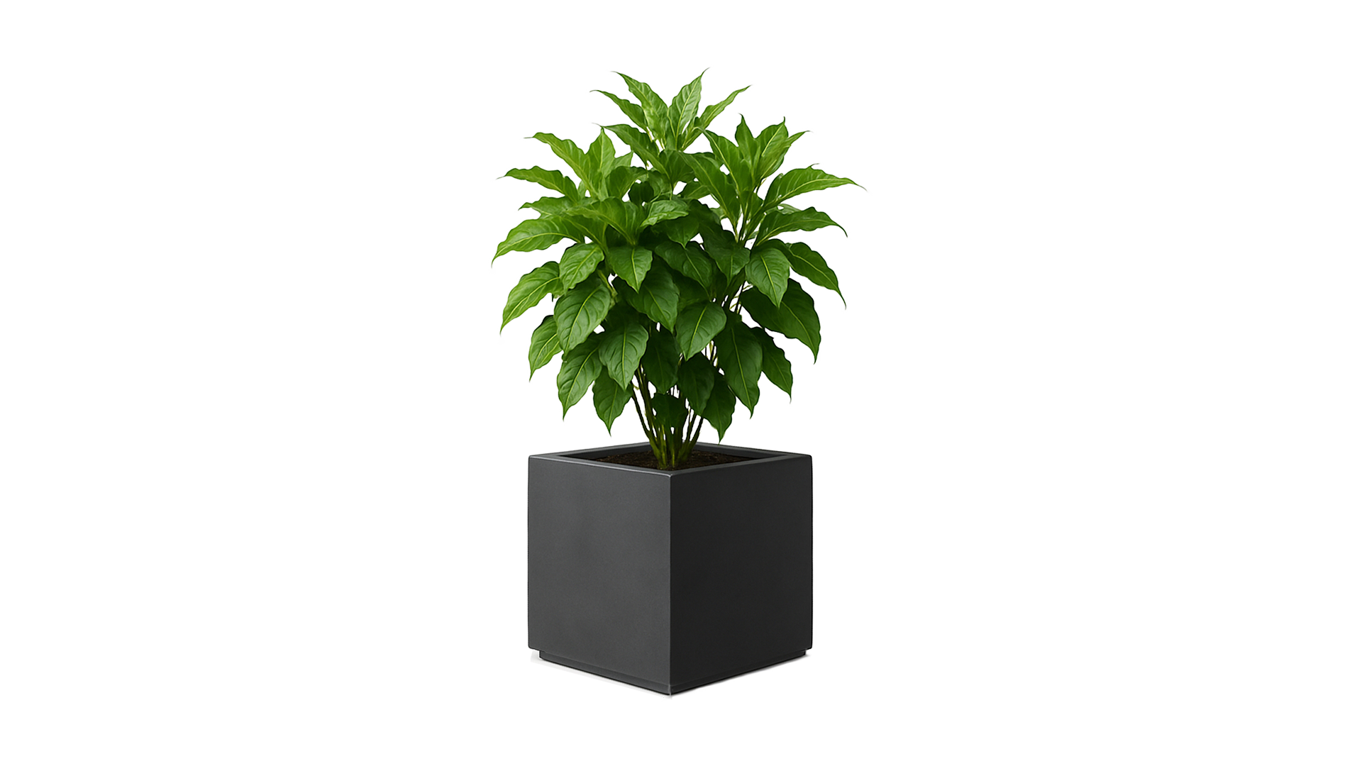 Botanic 70 Indoor