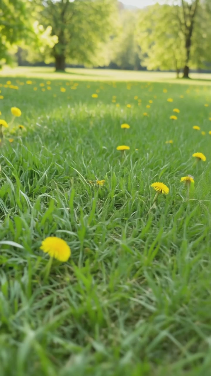 Video laden: 
